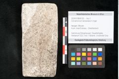 Foto (Objekt + Etikett) von Cinnamomum lanceolatum Unger (NHMW-GEO-2024-0188-8126)
